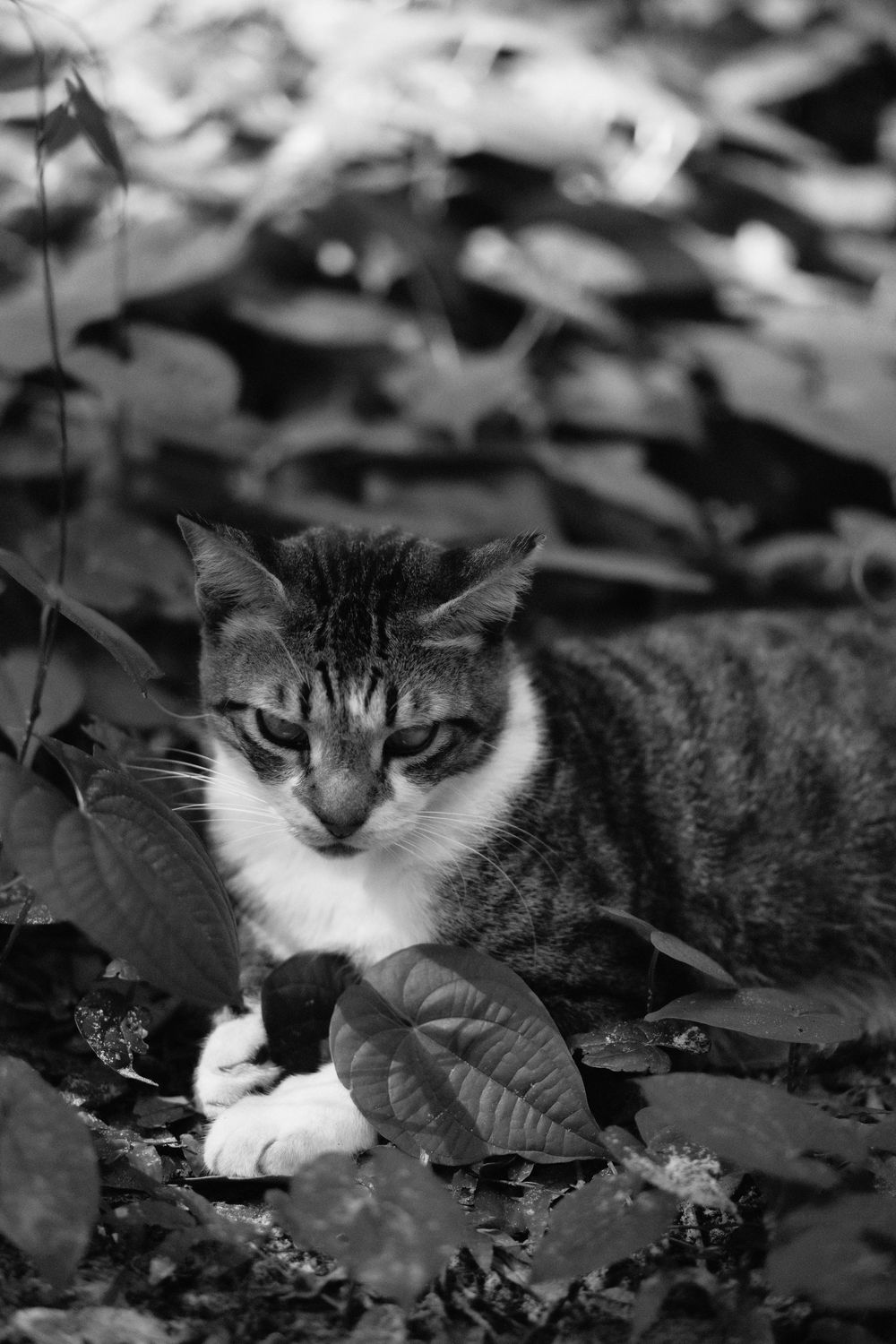 Cat laying on leaves at Kendall Indian Hammocks Par