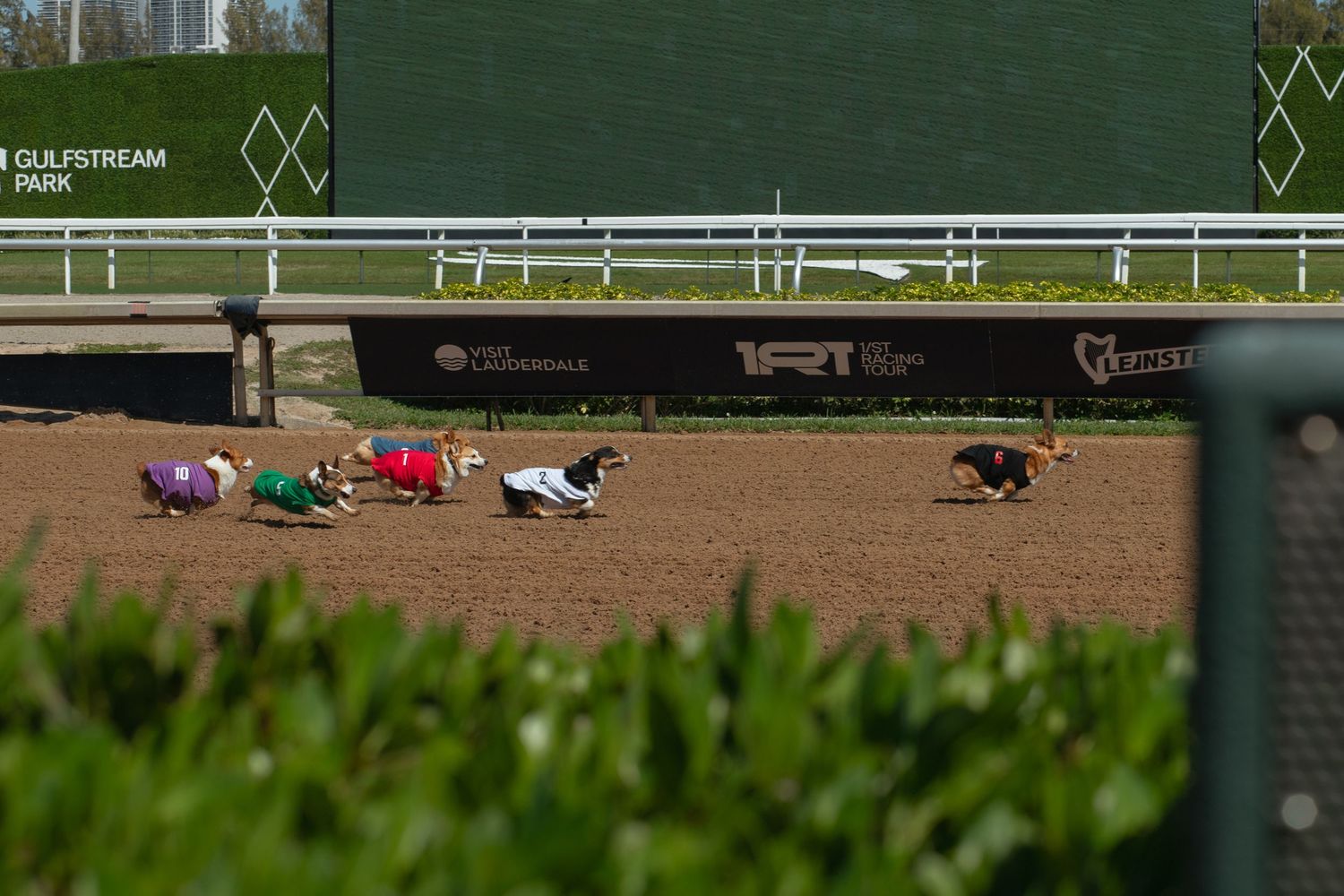 Dogs racing at Corgi Dash dog race at Gulfstream Park in Hallandale Beach