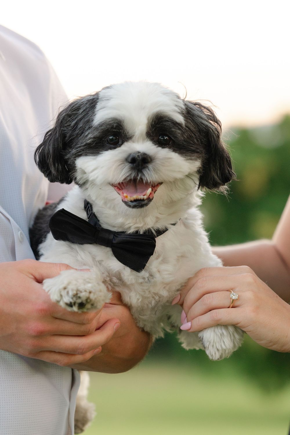Adorable black and white Shih Tzu wearing a bow tie being held by an engaged couple outdoors.