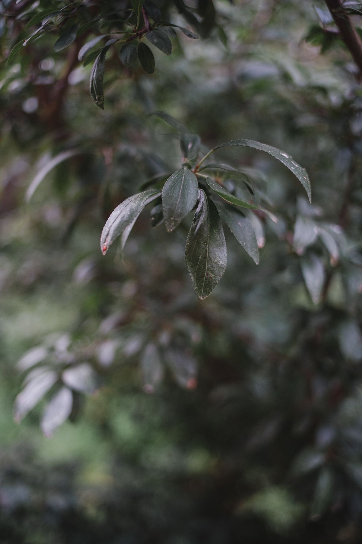 Close-up of blackthorn dark green glossy leaves with water droplets on a shrub, set against a blurred leafy background.