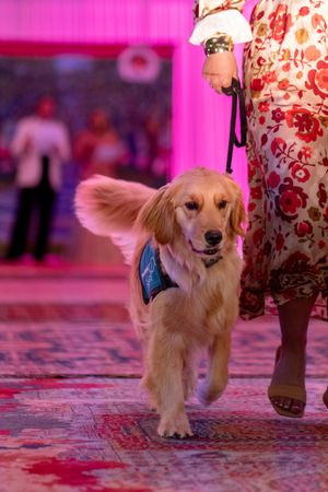 close up of a golden retriever service dog walking down the runway during the Azalea spring fashion show 2026 located at holiday inn resort.