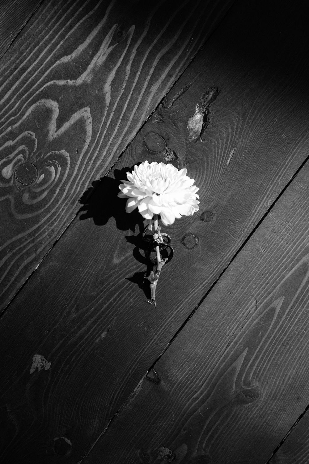 A single white chrysanthemum flower lies on a dark wooden surface in a dramatic black and white composition.