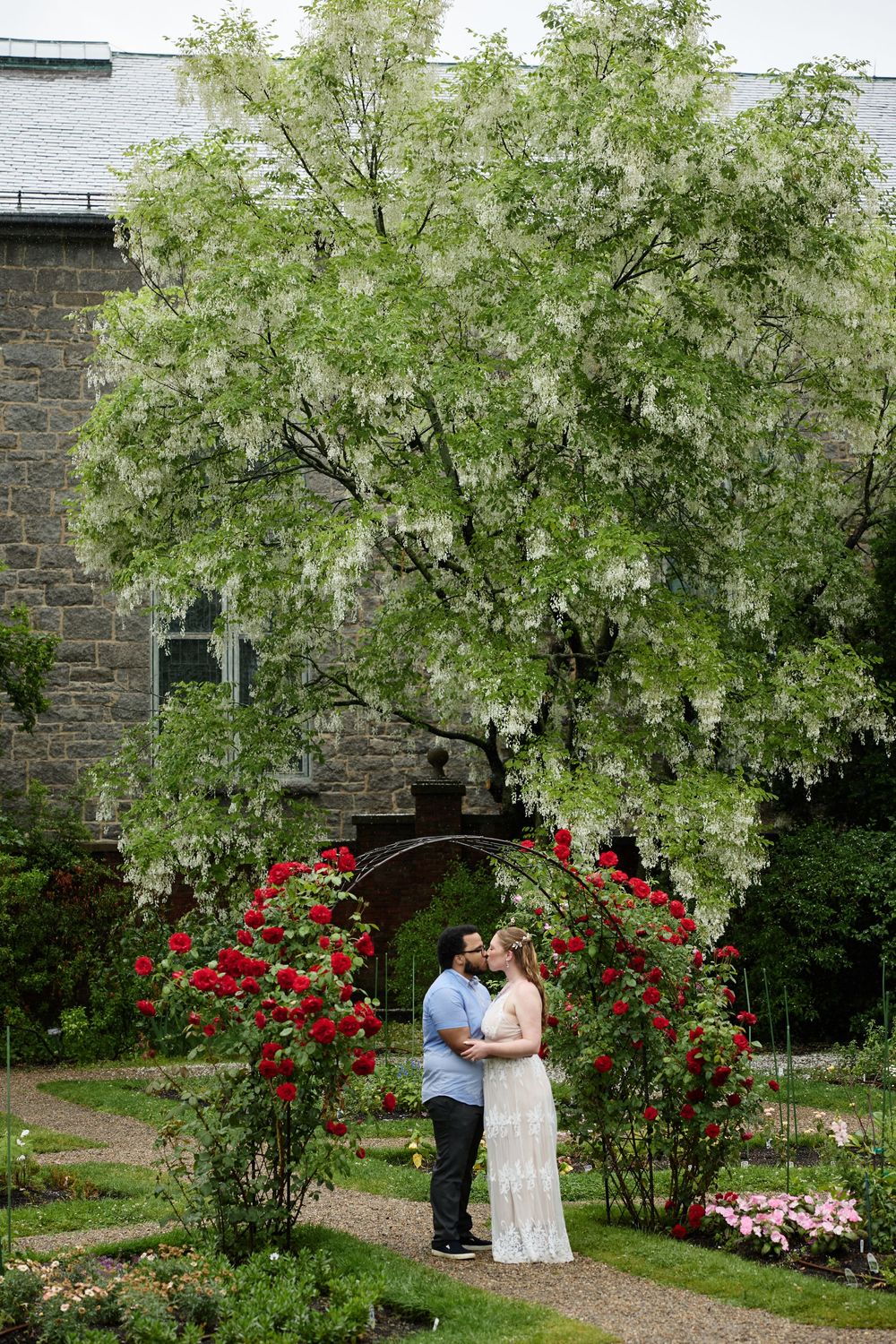 Couple kissing under a red rose arch with a blooming white wisteria tree and stone building backdrop.