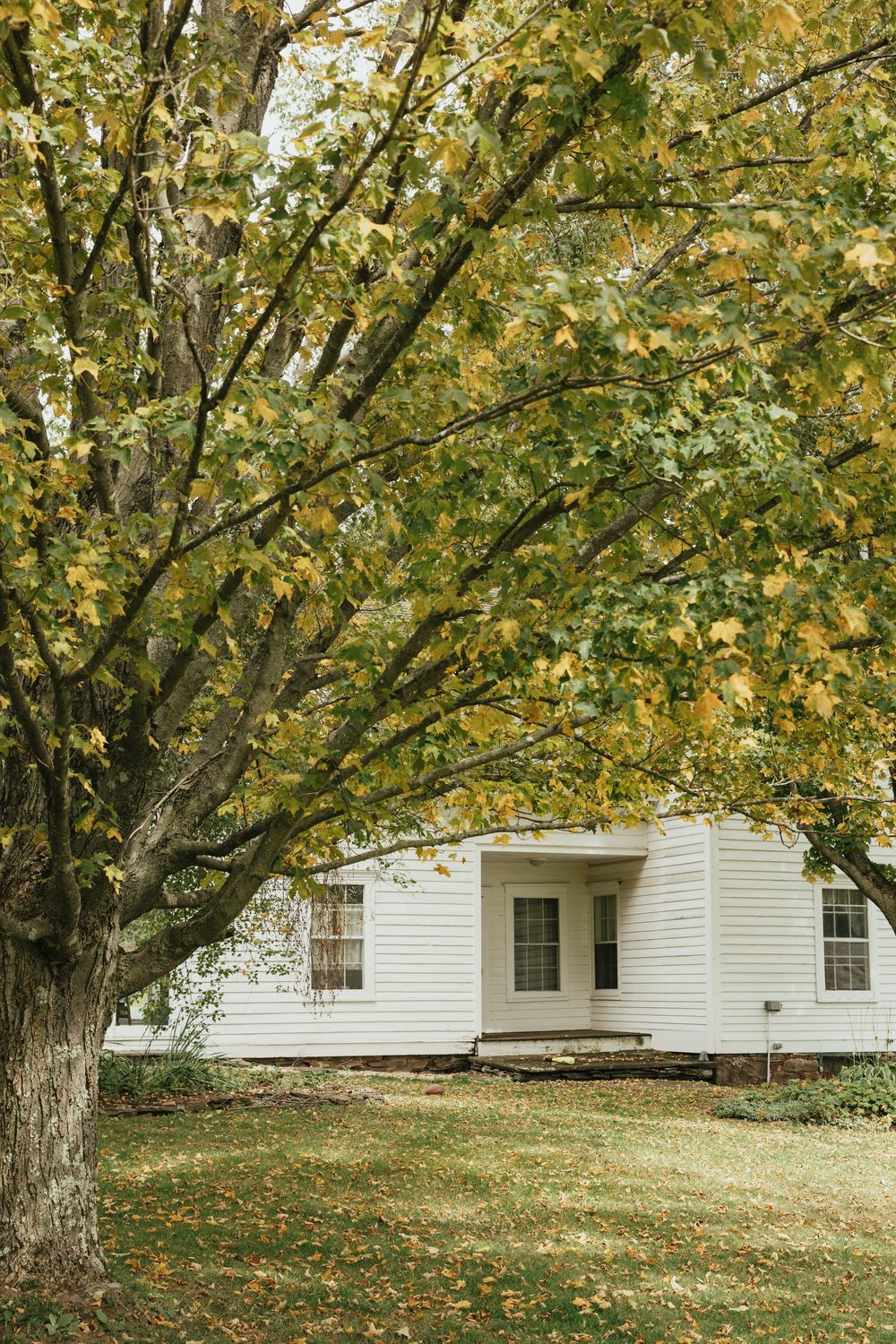 White farmhouse with autumn trees dropping yellow leaves on a sloping lawn on a sunny fall day.