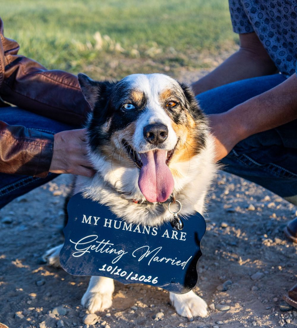 Cute Australian Shepherd dog holding a 'My Humans Are Getting Married' sign for an engagement announcement photo.