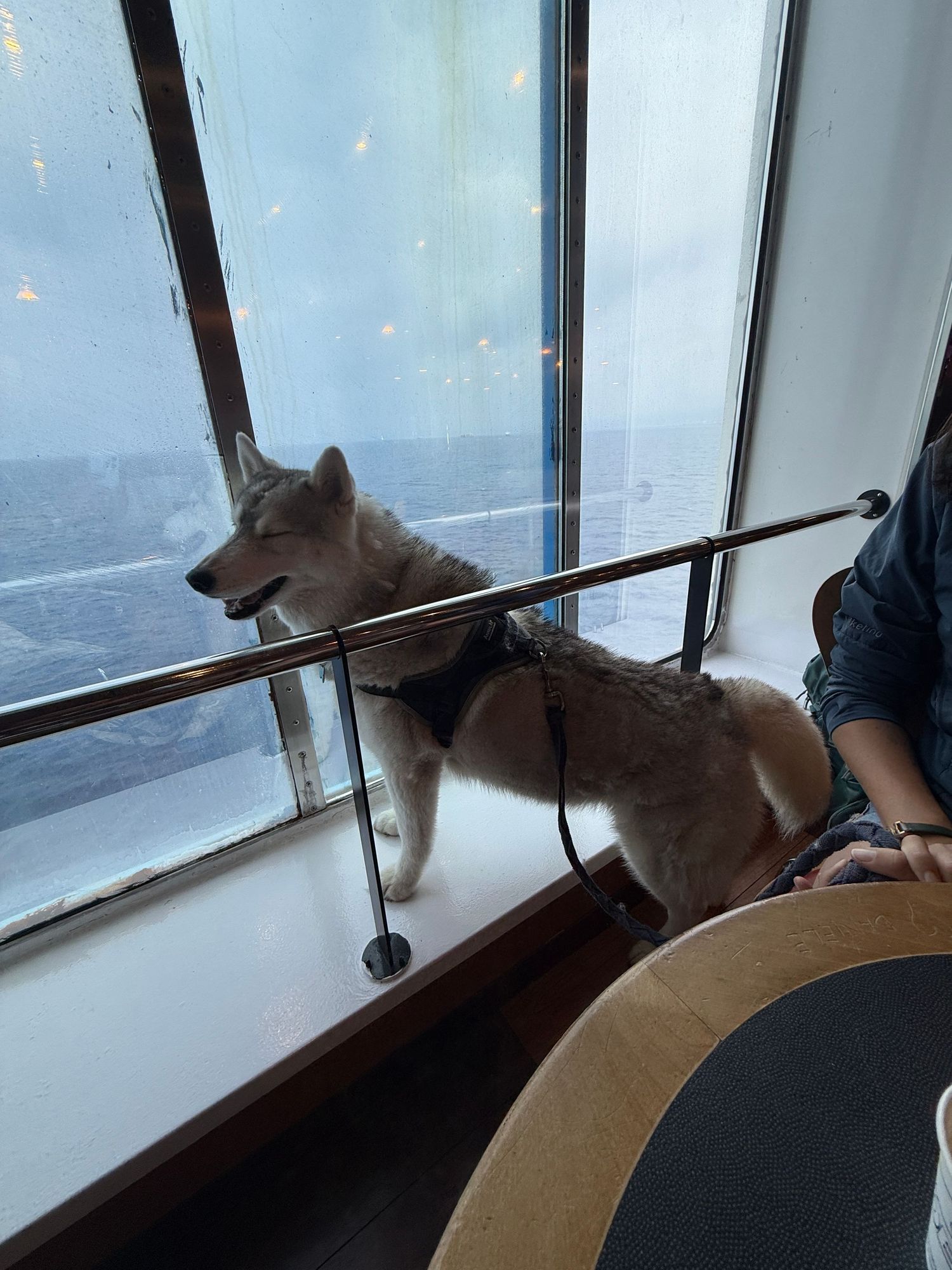 chien husky à la fenêtre du ferry pour traverser en corse