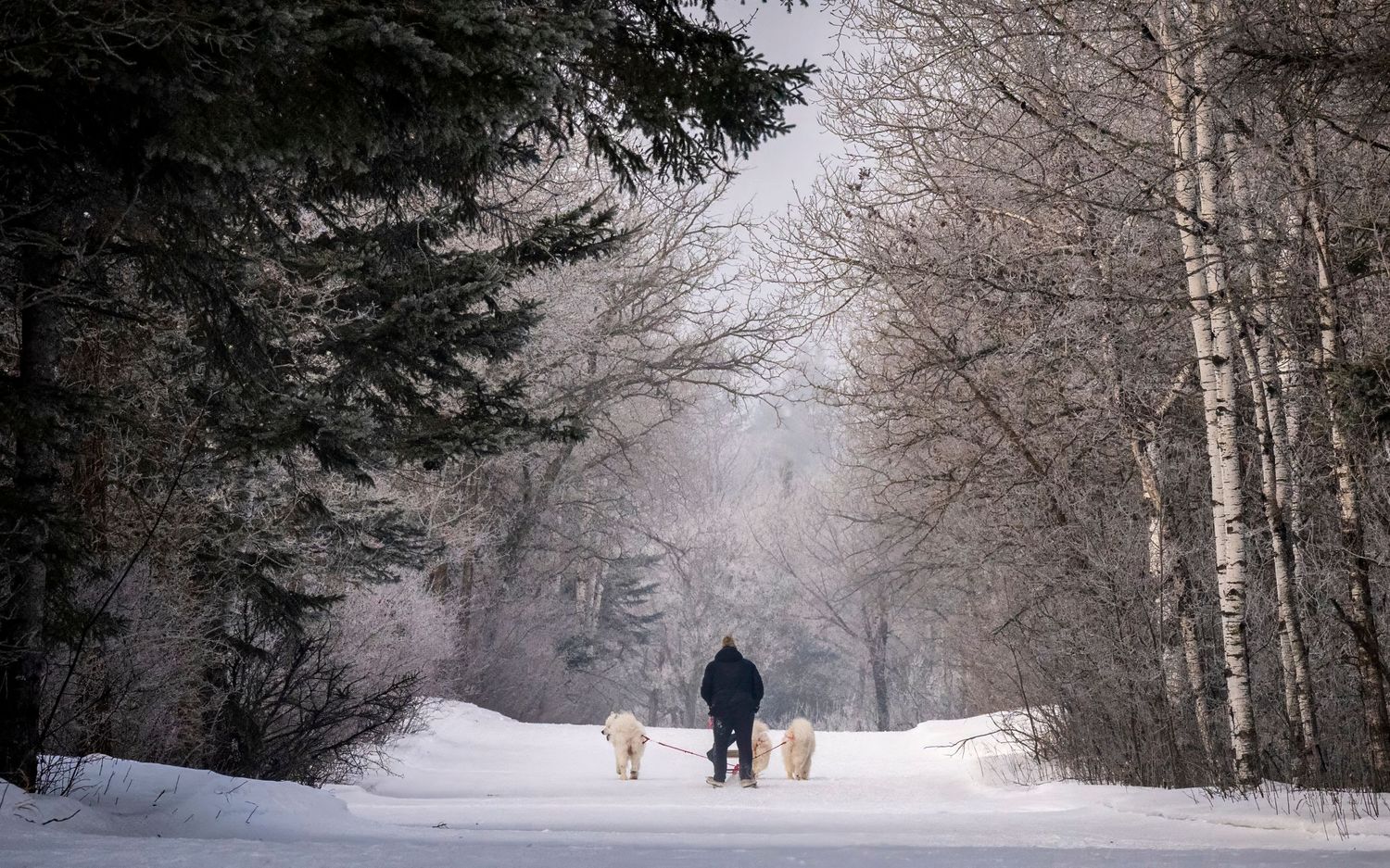 A snowy winter path through a forest lined with bare trees and evergreens on a misty foggy day.