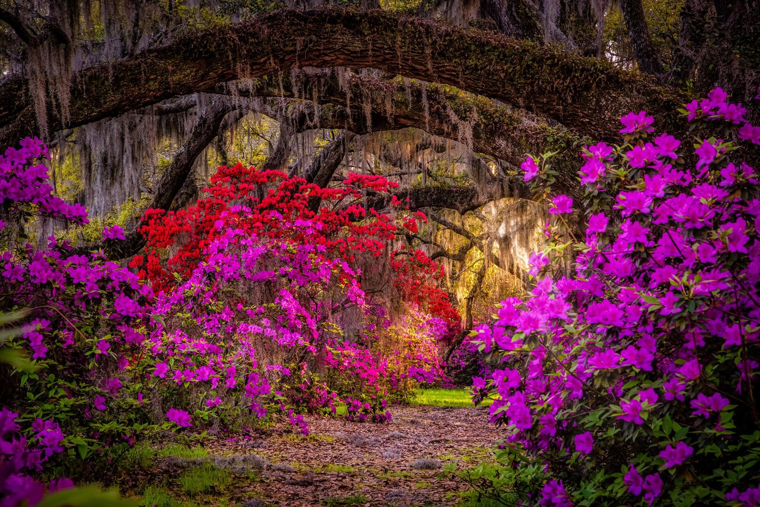 Vibrant pink and purple azalea bushes bloom beneath towering oak trees draped in Spanish moss at sunset.