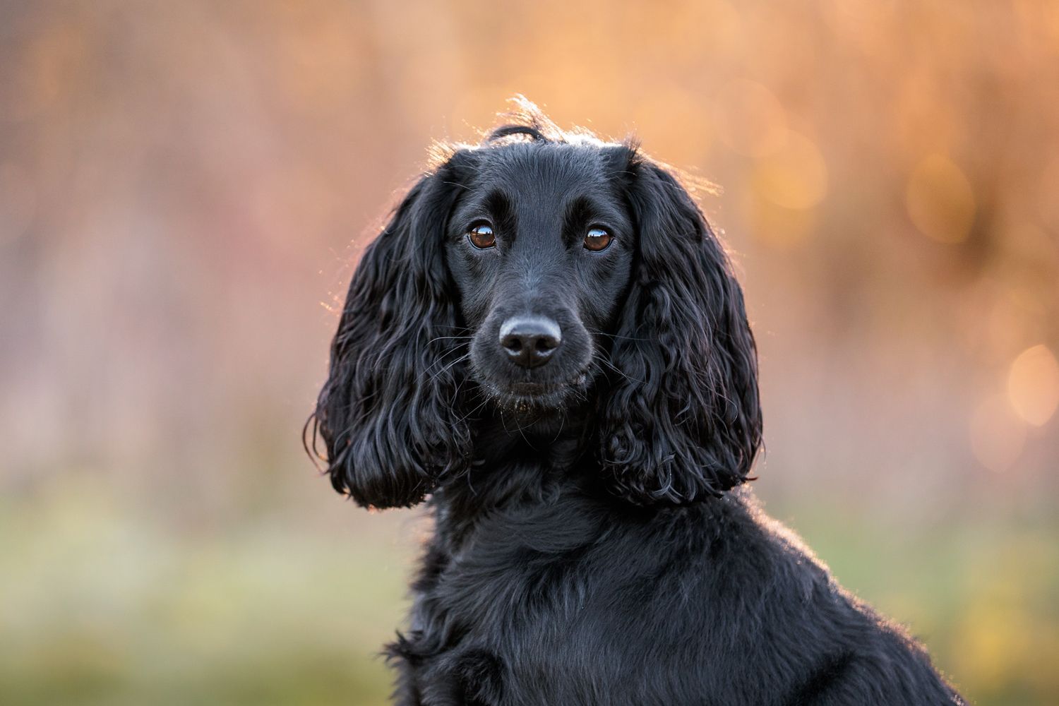 Black cocker spaniel dog with long floppy ears poses in front of autumn foliage background.