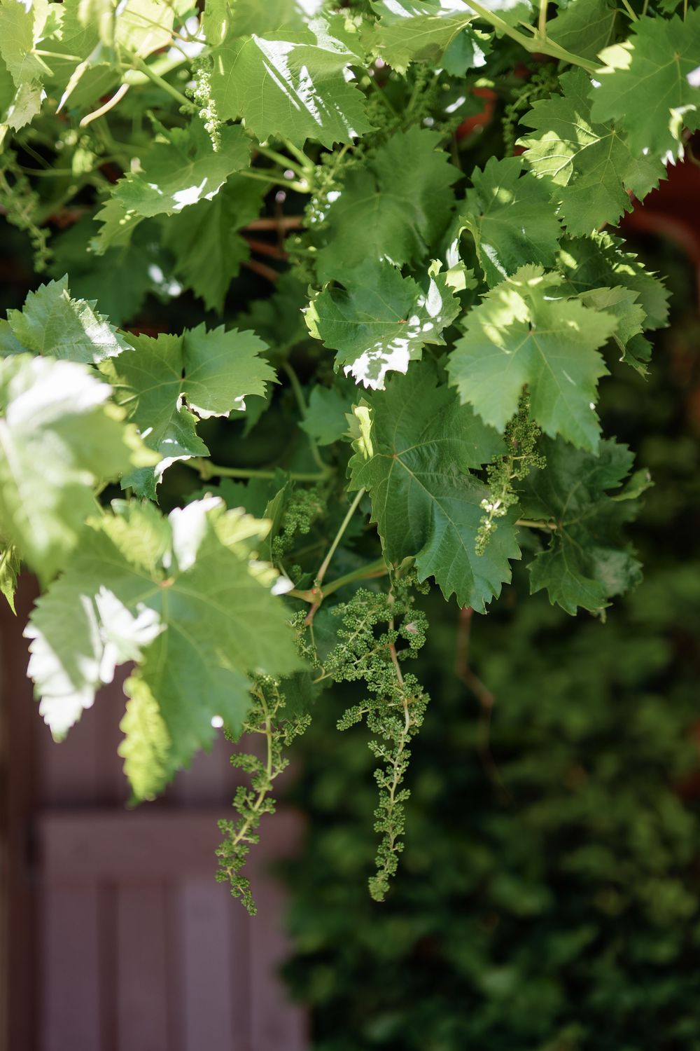 Lush green grapevine leaves with hanging flower clusters in a sunlit garden with wooden fence backdrop.