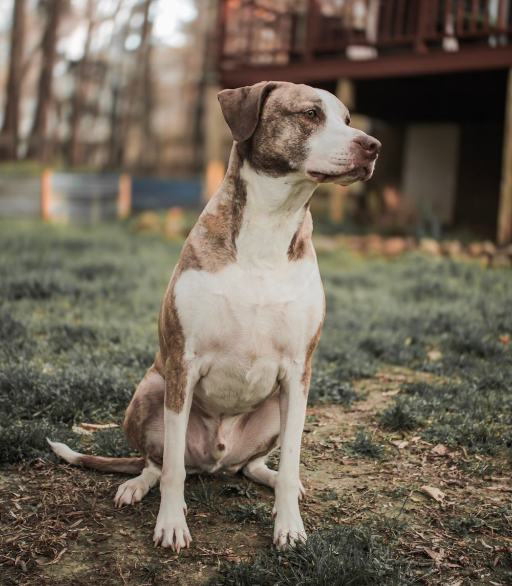 Brown and white pit bull sitting attentively on grass in an outdoor setting during autumn.
