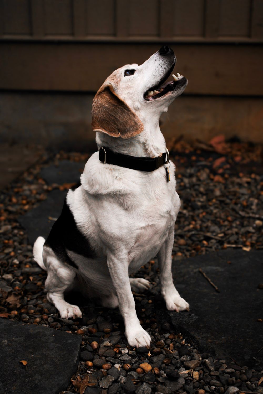 White dog with black collar tilts head upward while sitting on dark ground with scattered autumn leaves.