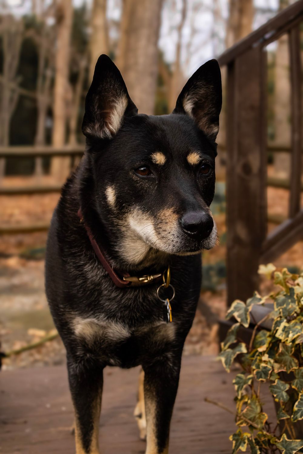 A black and tan mixed breed dog with alert ears stands on a wooden deck in an autumn forest setting.