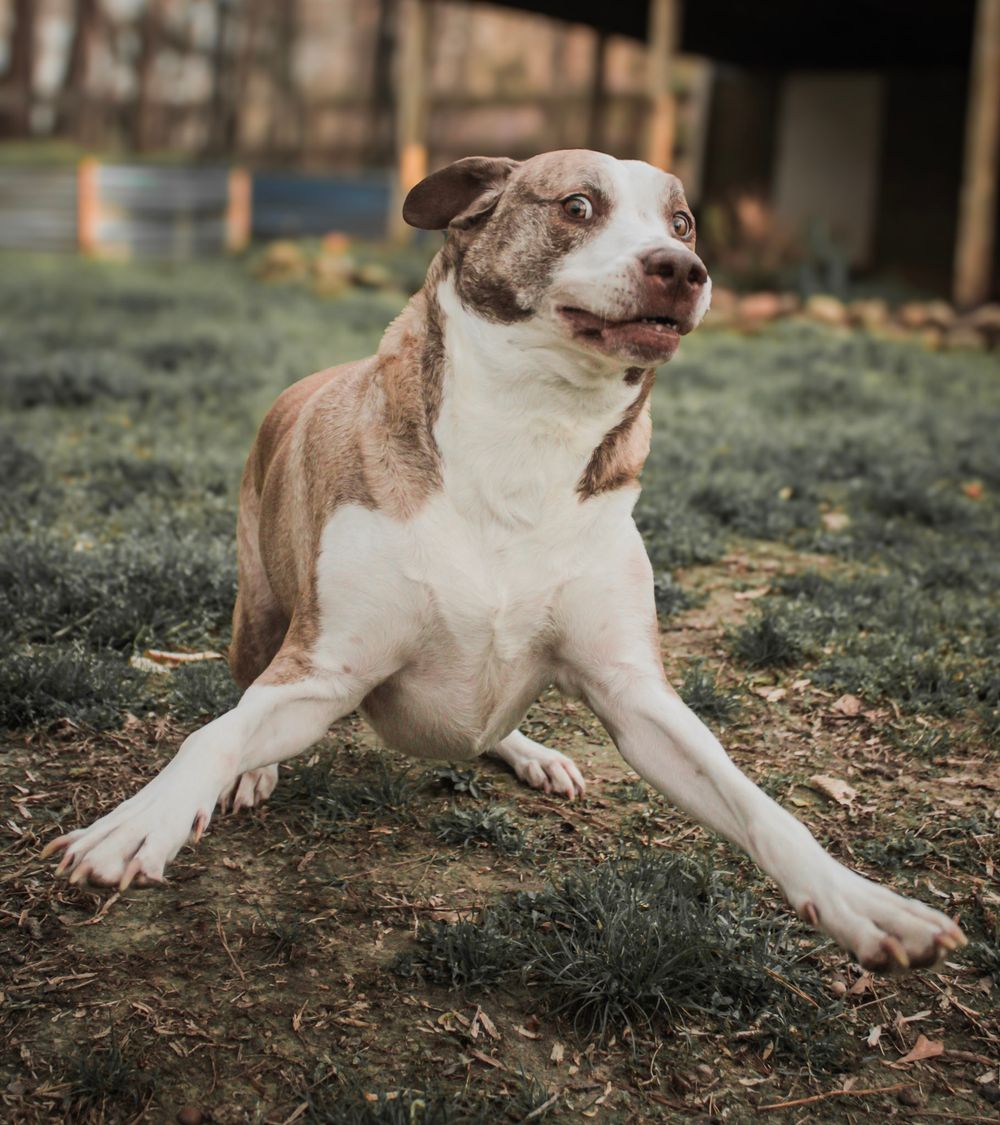 Brown and white dog stretches playfully on grass with an excited expression in outdoor setting.