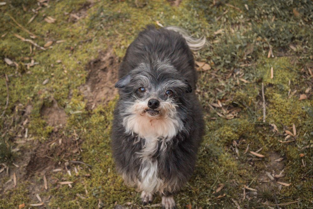 A small gray and white shih tzu dog sits in grass and fallen leaves in an outdoor setting.