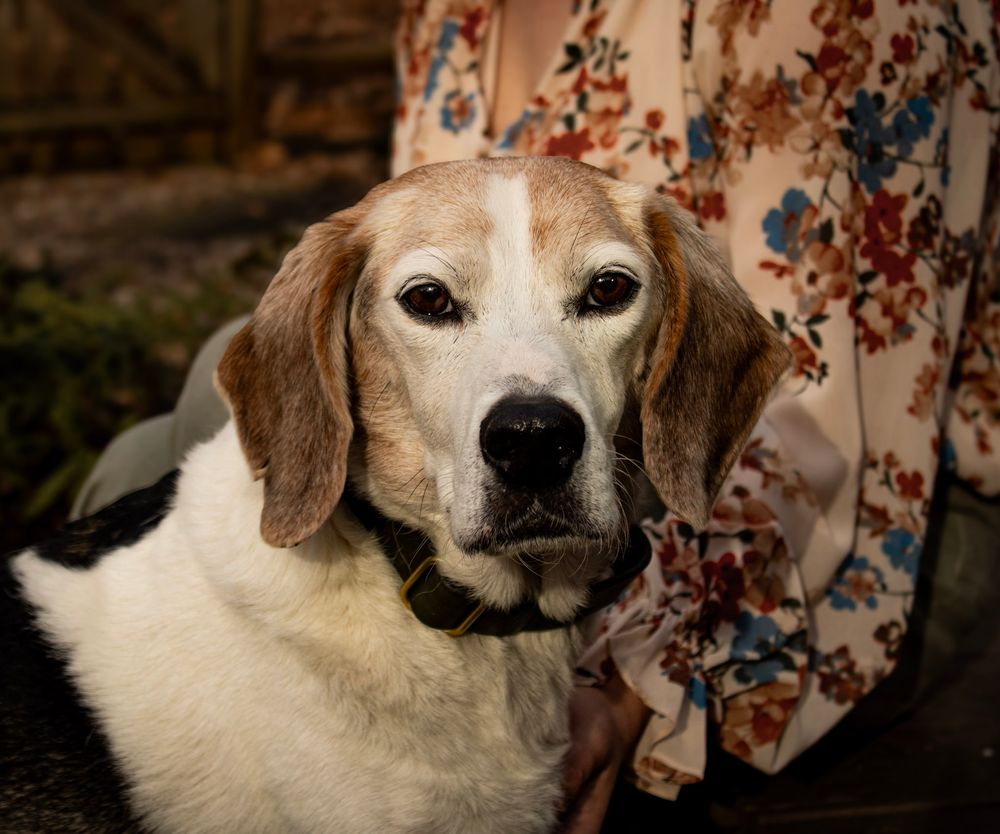 A white and brown beagle dog looks at the camera with floral curtains in the background.