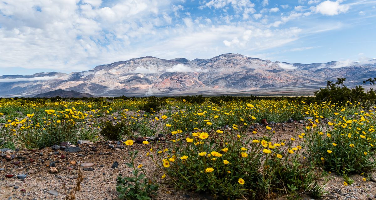 Panoramic view of desert mountains with yellow wildflowers blooming in the foreground under a bright blue sky.