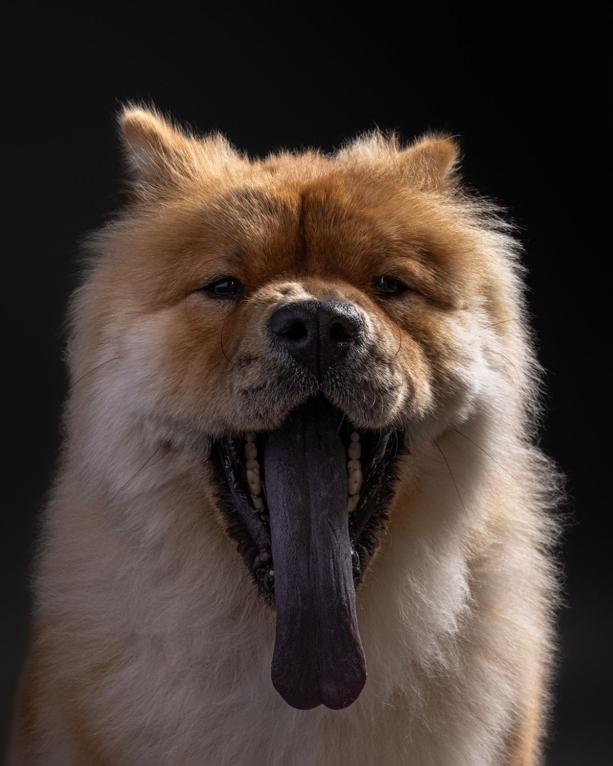 Fluffy red Chow Chow dog with distinctive blue-black tongue hanging out, photographed against dark background.