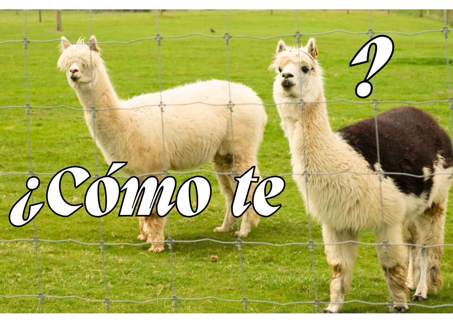 Two llamas standing in a green field behind a wire fence with Spanish text overlay reading ¿Cómo te.