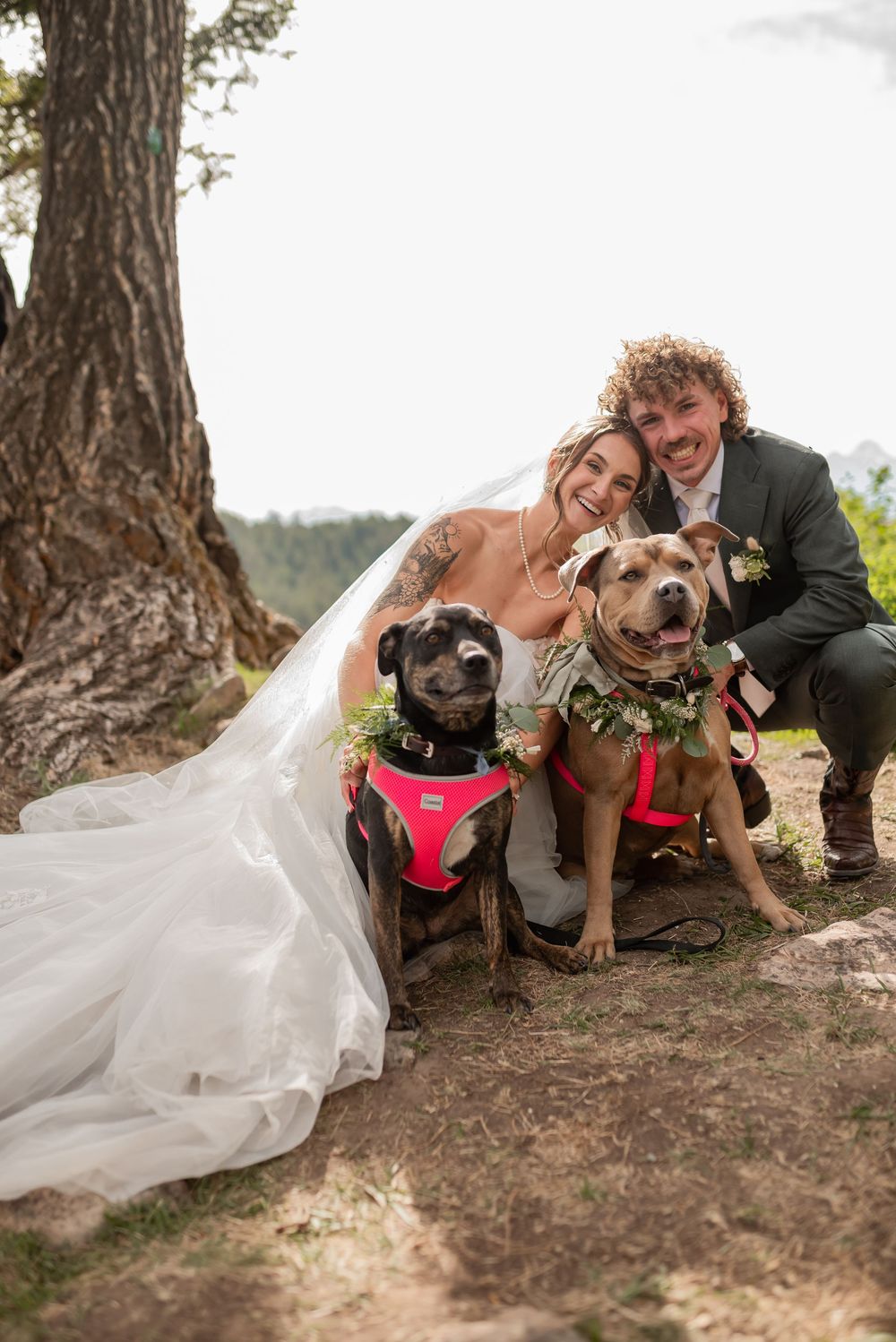 A couple in wedding attire poses with their brown pit bull dog wearing a red harness under a large tree.