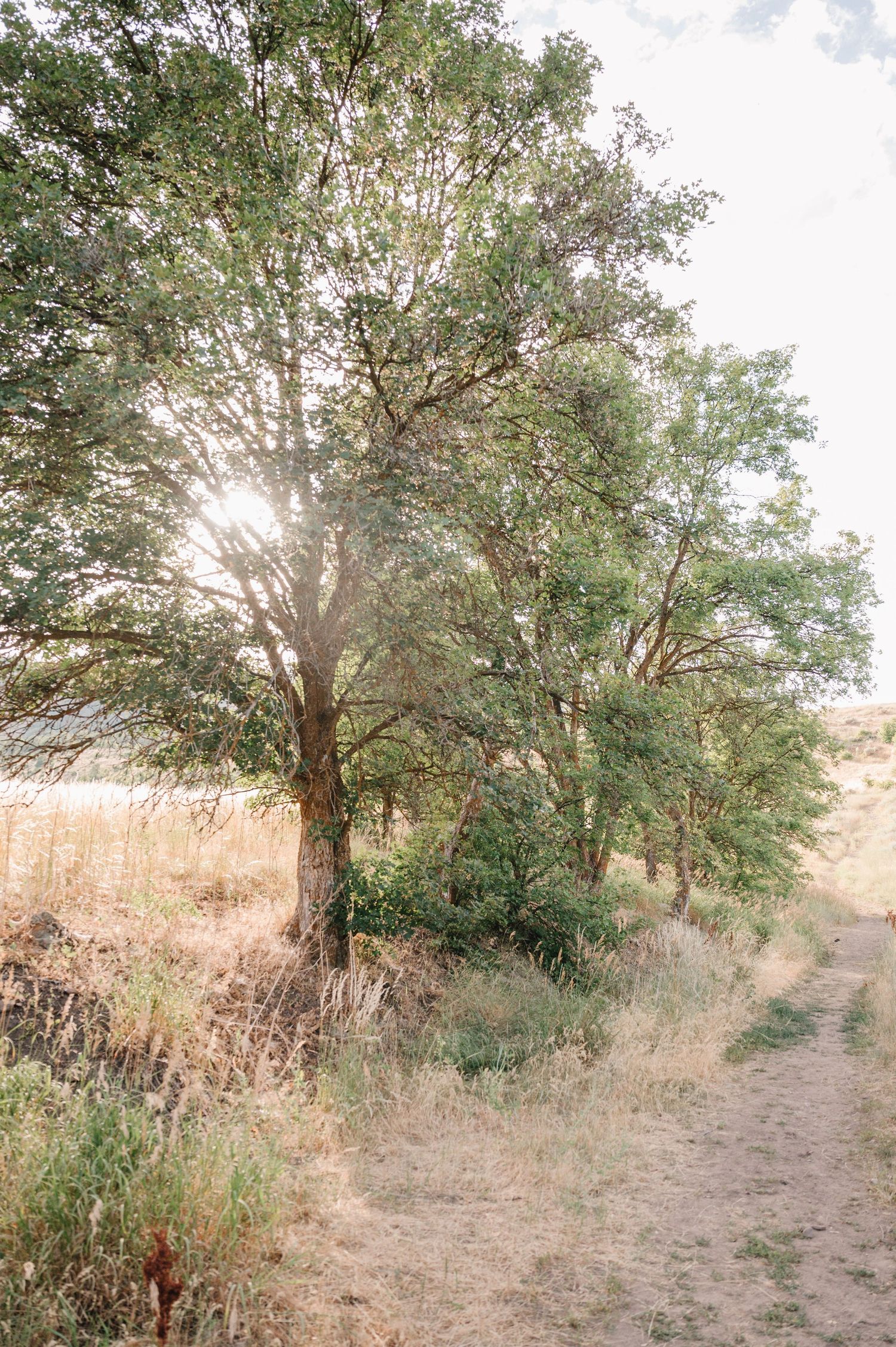 Sunlight filters through a lone tree in a dry grassy field during golden hour, creating a peaceful rural landscape.