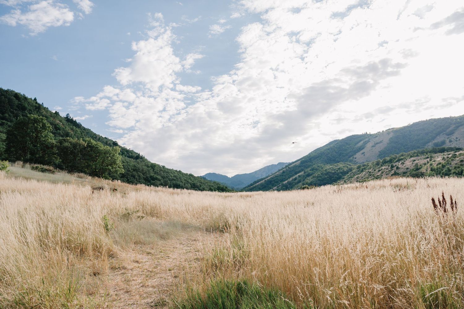 Panoramic view of golden wheat fields stretching across rolling hills with mountains in the background under cloudy skies.