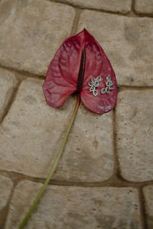 A sequence of five similar images showing a pink anthurium flower against a stone wall background.