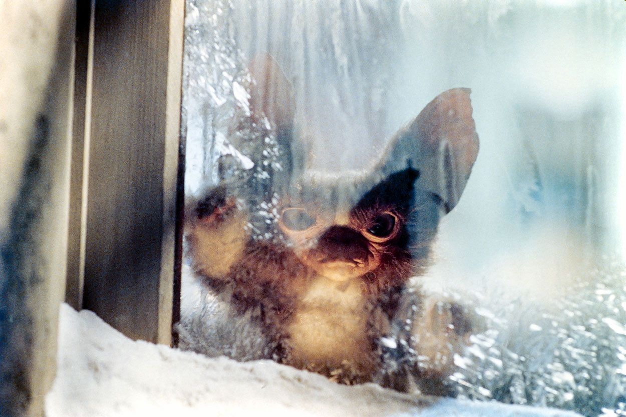 Stripe mogwai at the window
