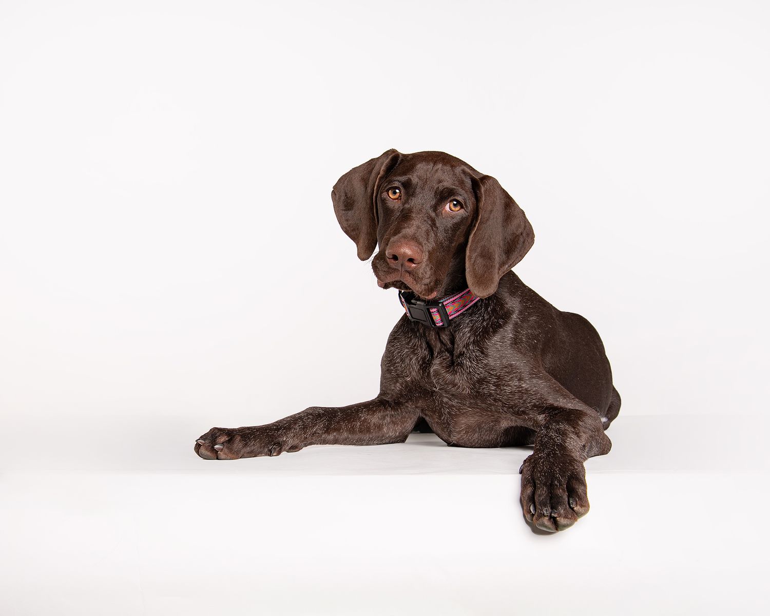 Red Deer Photographer, Dog Photographer Alberta, Studio Portrait, German Shorthair Pointer on white backdrop.