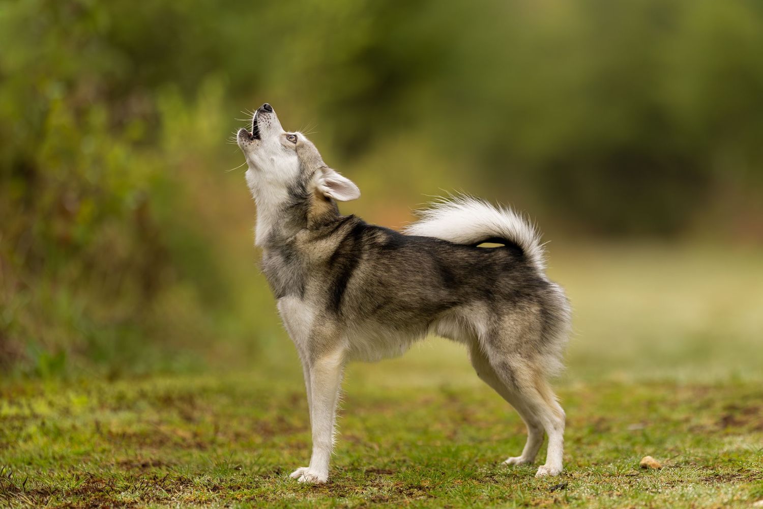 Dog portrait photographed outdoors in natural scenery