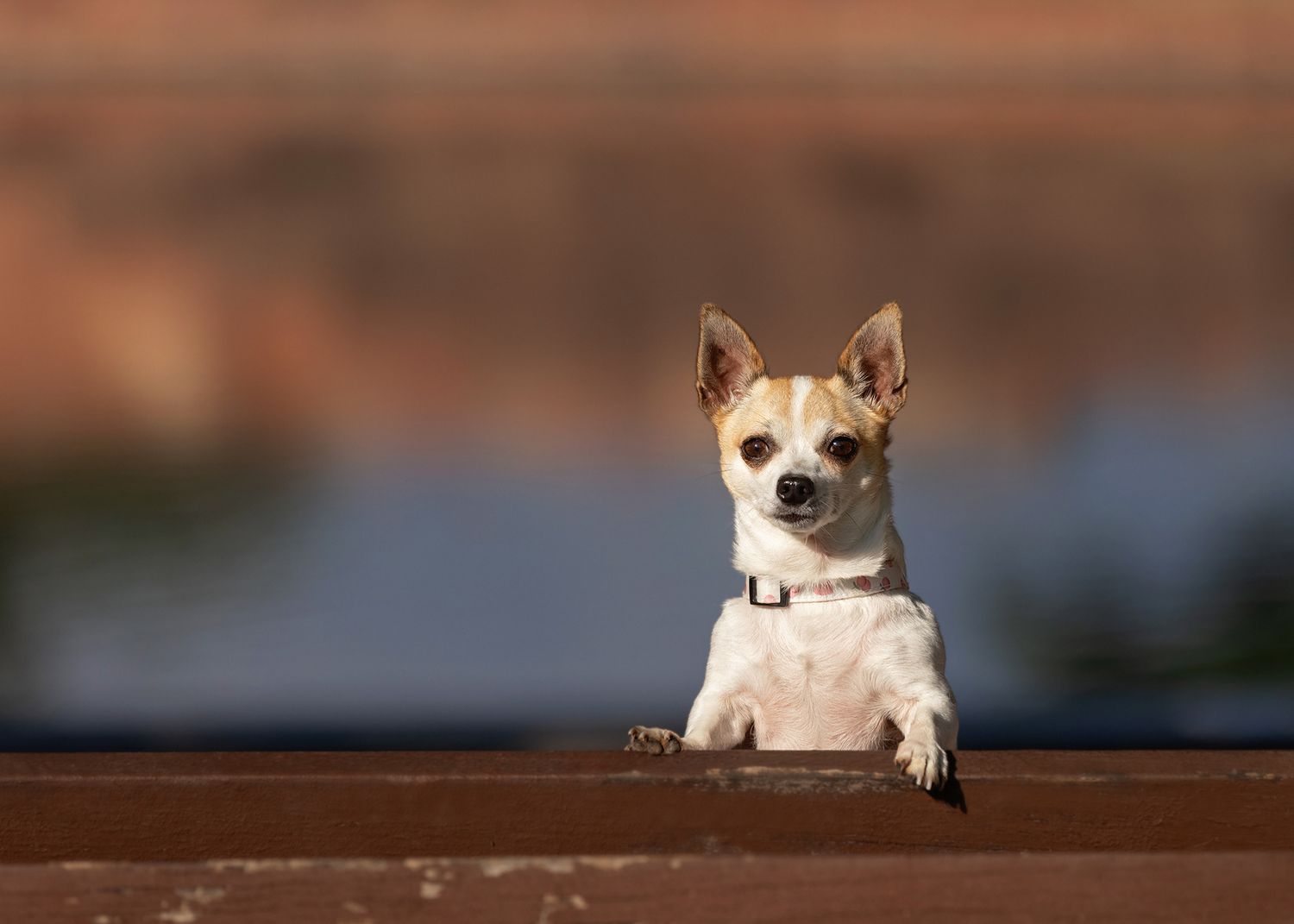 A brown and white Chihuahua puppy sits attentively on a bench with a blurred background from the lake park at Mueller in Austin behind her.