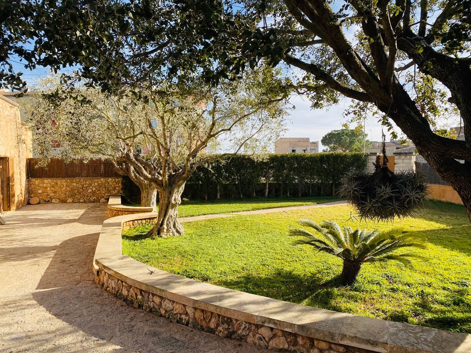 A sunny Mediterranean garden with stone walls, a sago palm, and an olive tree on a well-maintained lawn.