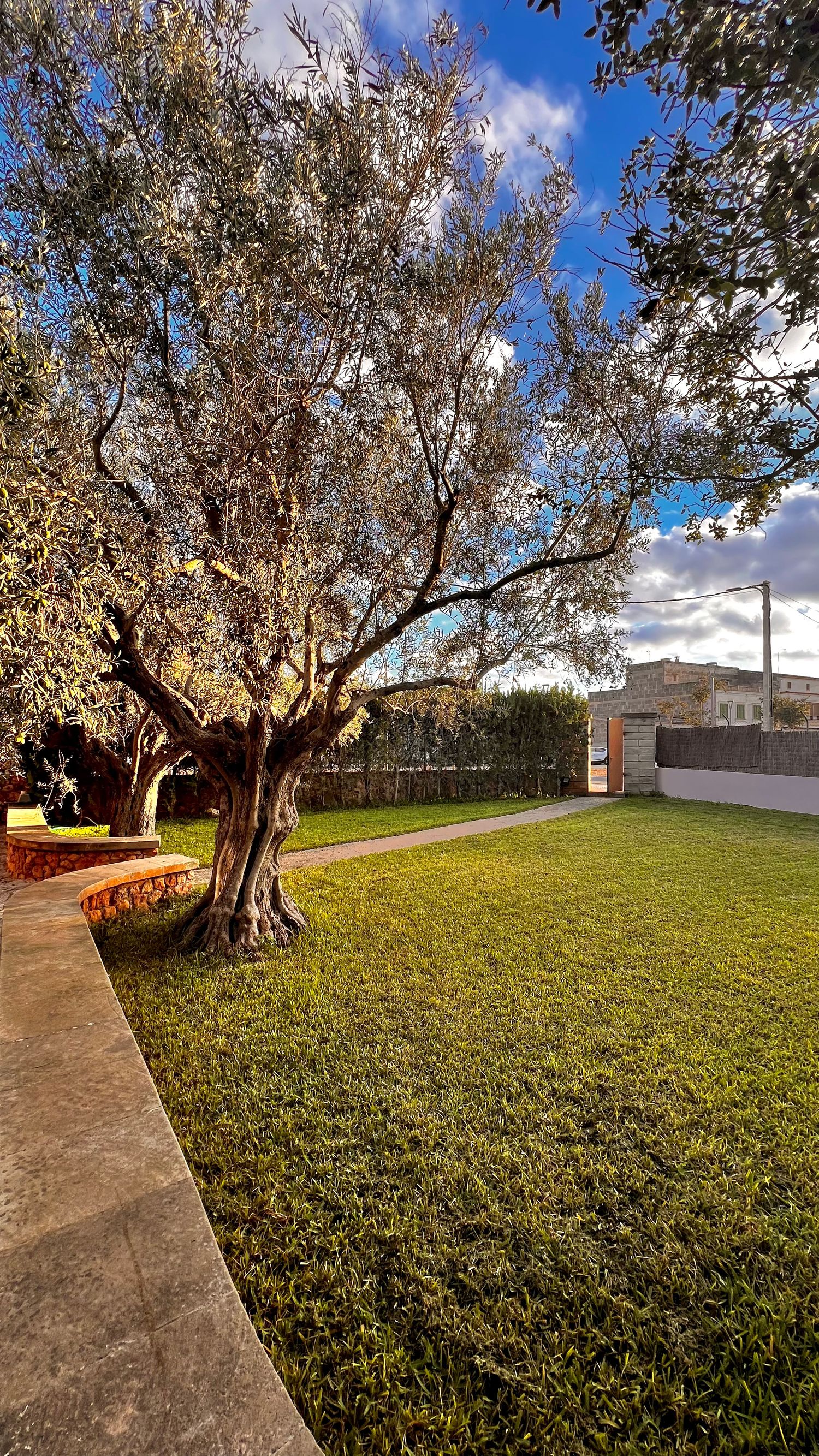 Panoramic view of a grassy lawn with mature olive trees and a concrete path under blue skies with white clouds.