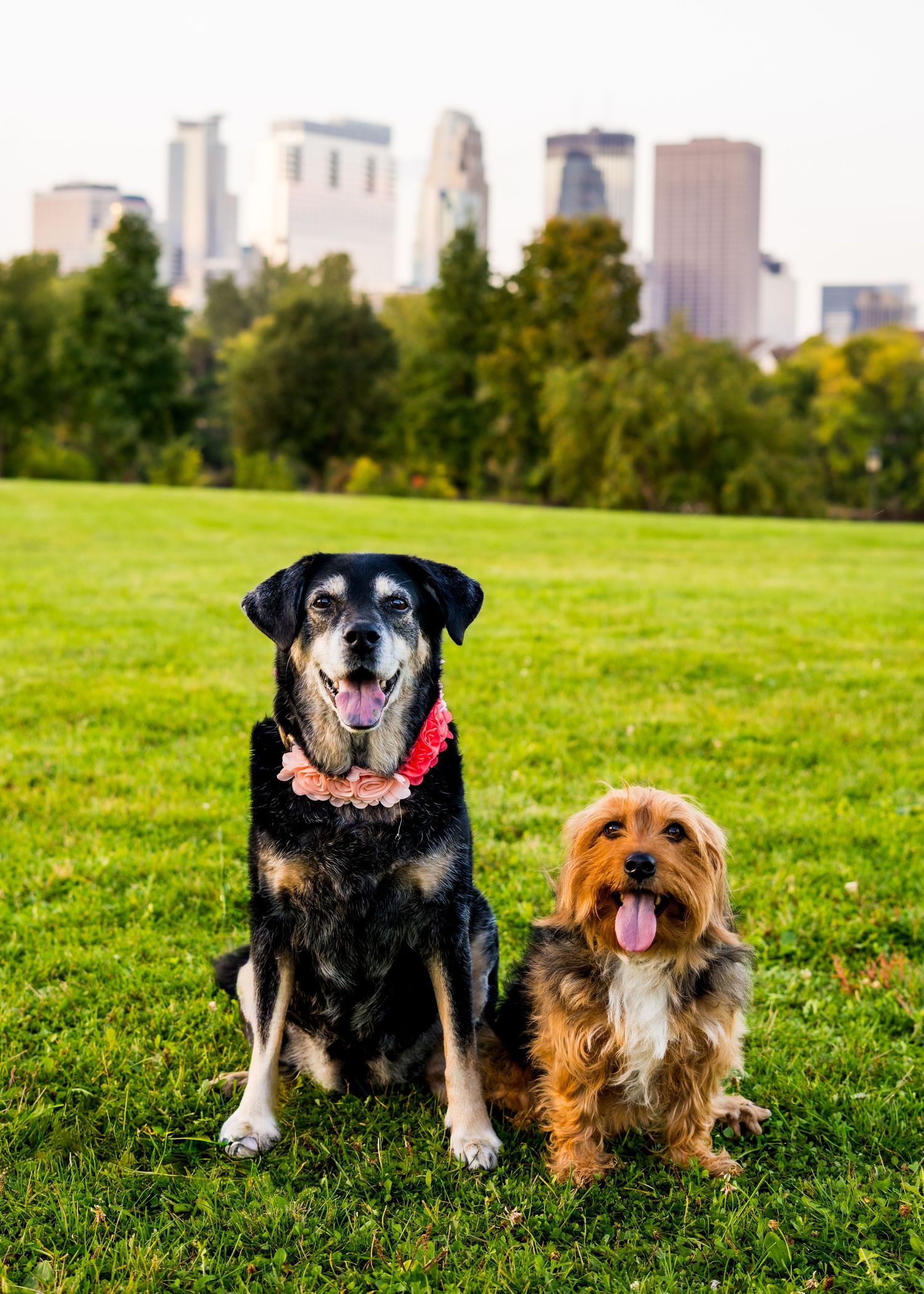 A couple sits on grassy hill with their brown dog while city buildings stand in background during golden hour.