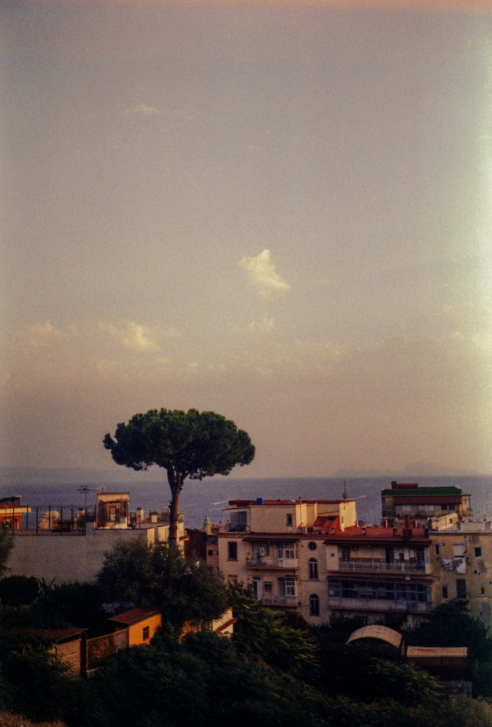Mediterranean coastal town at sunset with a lone umbrella pine tree standing above white buildings.