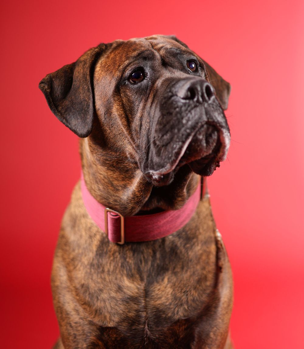 Portrait of a dog with wrinkled face and red collar against a bright red background.