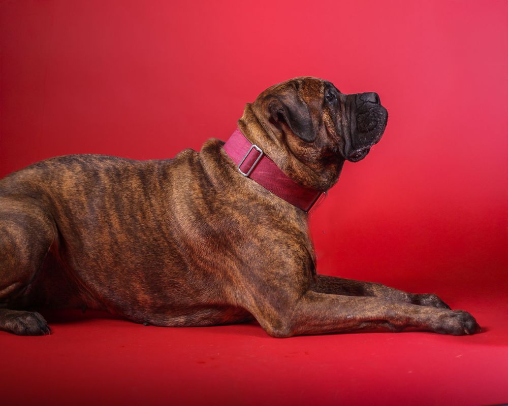 Large brindle dog wearing a collar lies in profile against a bright red studio background.