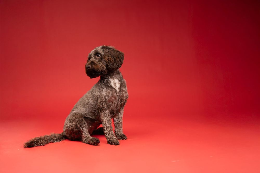 A chocolate-colored Labradoodle dog sits attentively against a bright red studio background.