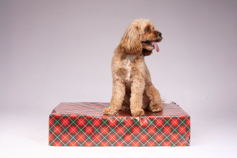 A golden doodle puppy sits on a red plaid Christmas gift box in a studio setting.