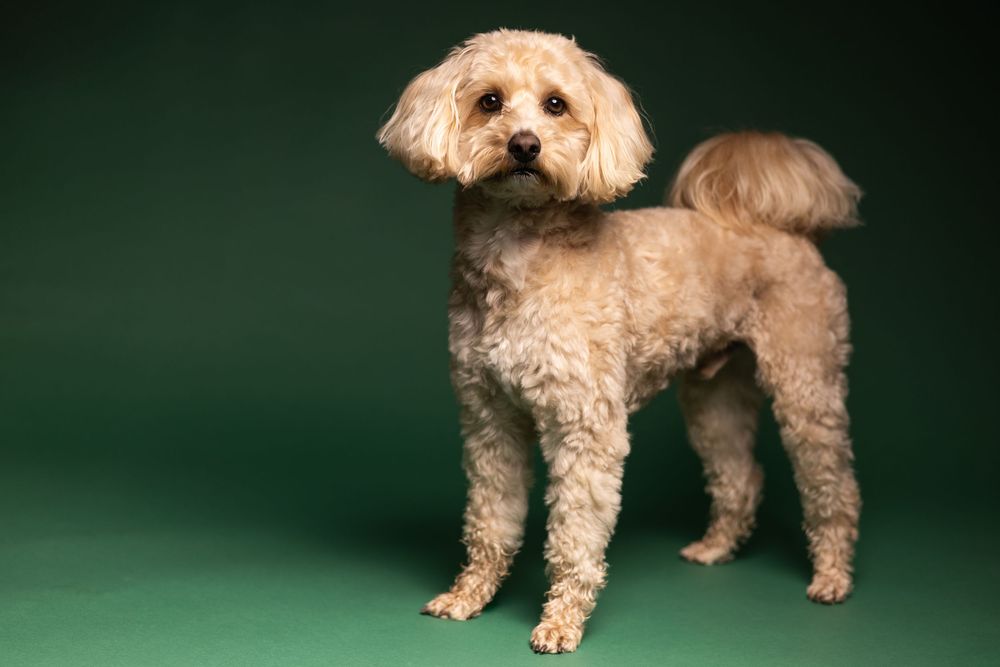 A small tan poodle mix dog stands against a dark green background in a series of identical poses.