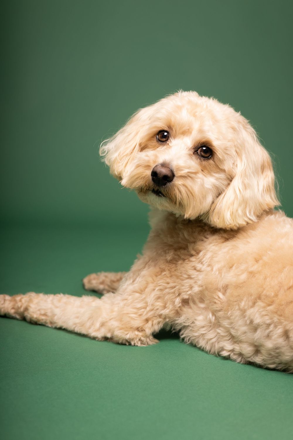 Cute cream-colored Goldendoodle puppy lying down against a green studio background with an adorable expression.