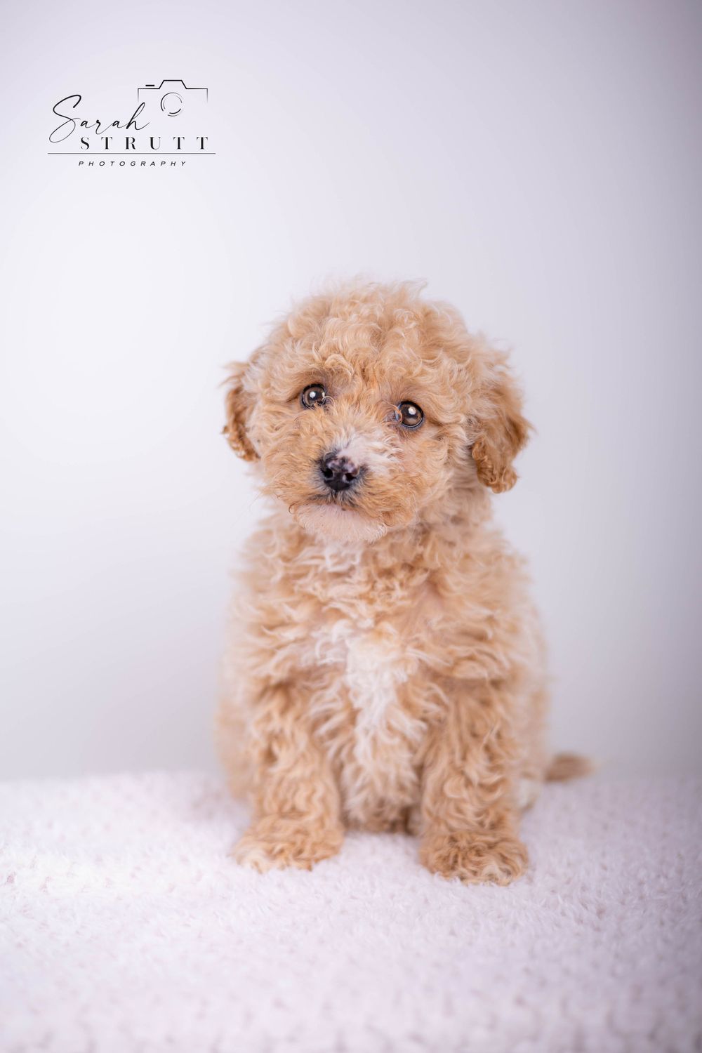 Fluffy apricot-colored toy poodle puppy sitting on white blanket in studio setting.