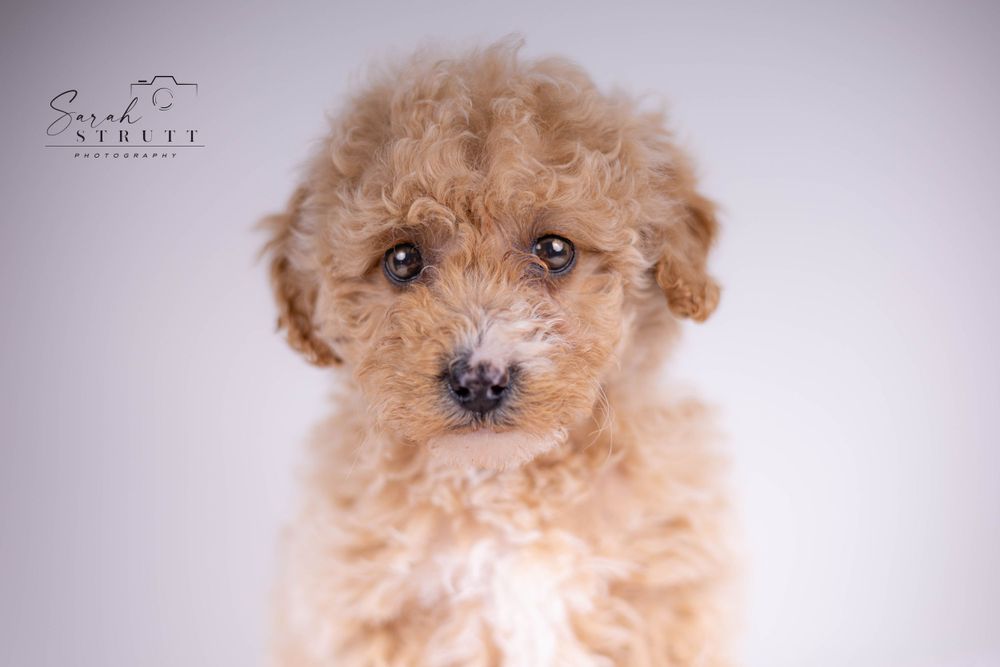 Close-up portrait of an apricot toy poodle puppy against light studio background.