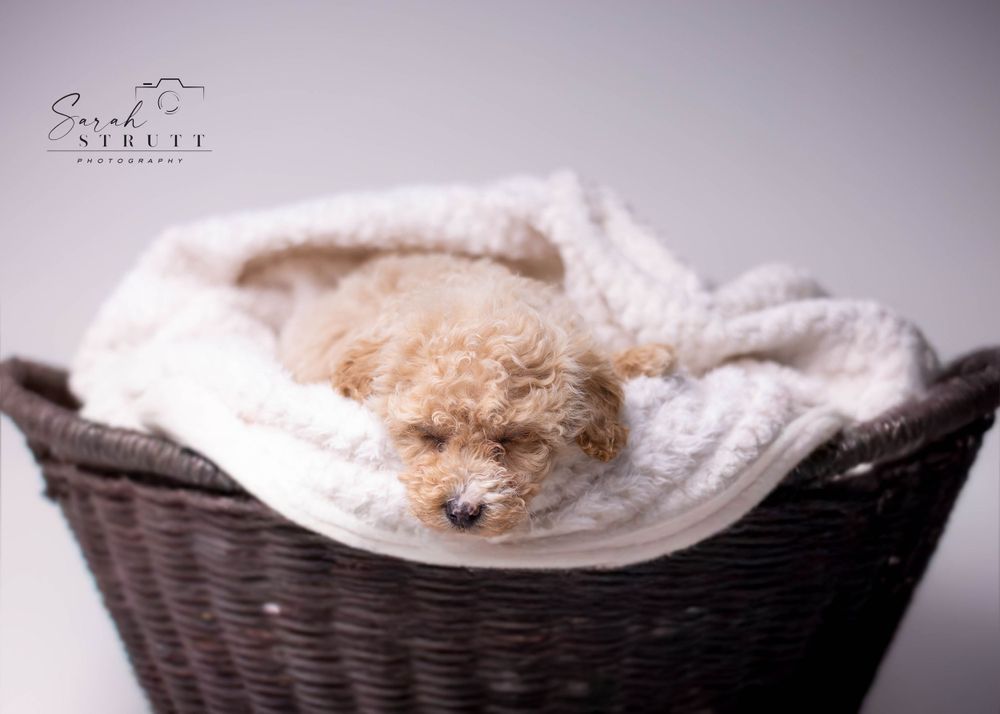 Sleeping puppy nestled in soft white blanket inside dark woven basket.