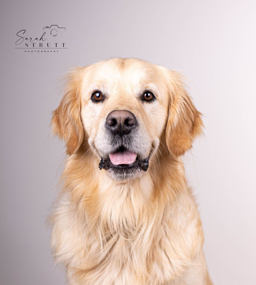 Studio portrait of a Golden Retriever with warm lighting against grey background.