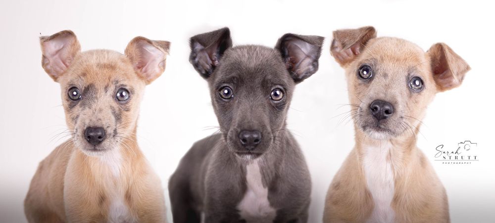 Three Italian Greyhound puppies sitting in a row against white background.