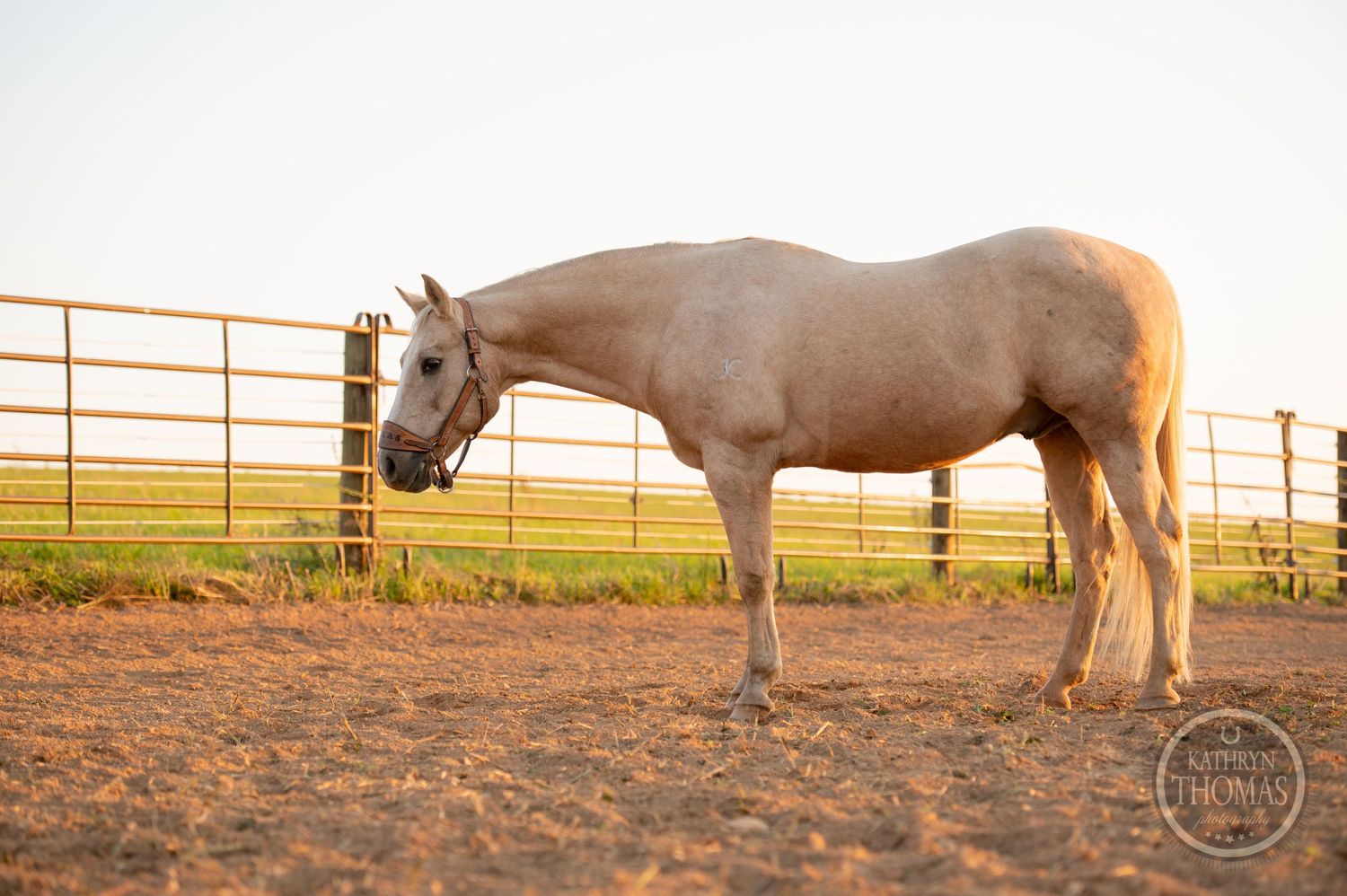 Light-colored horse standing in profile view in a fenced corral at sunset.