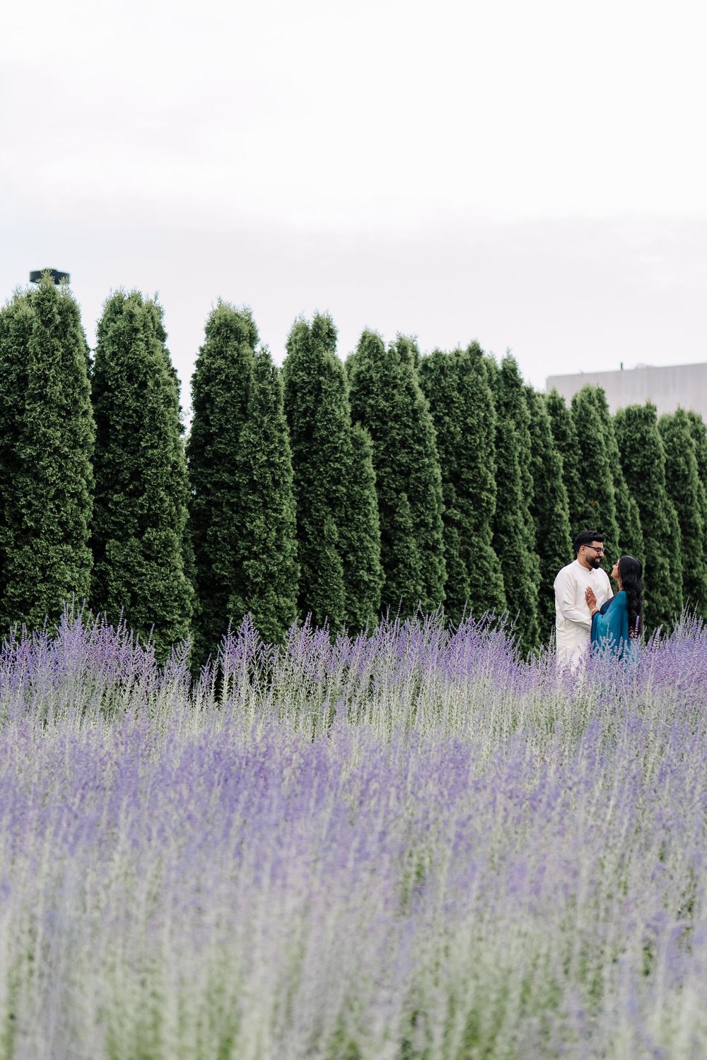 Couple embracing in a lush lavender field with tall evergreen trees in the background on an overcast day.