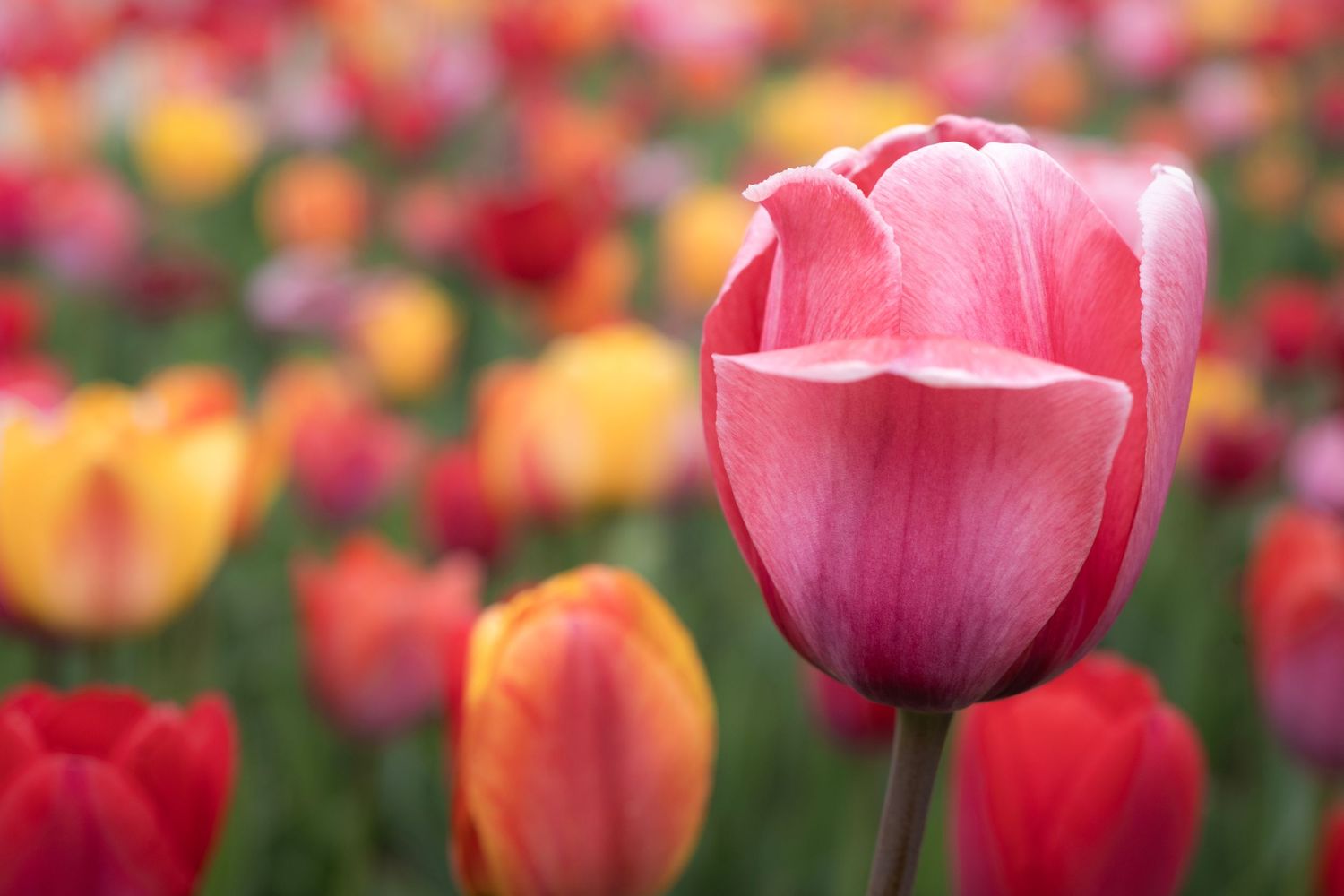 A vibrant pink tulip in sharp focus stands tall among a colorful field of red, orange, and yellow tulips in bloom.