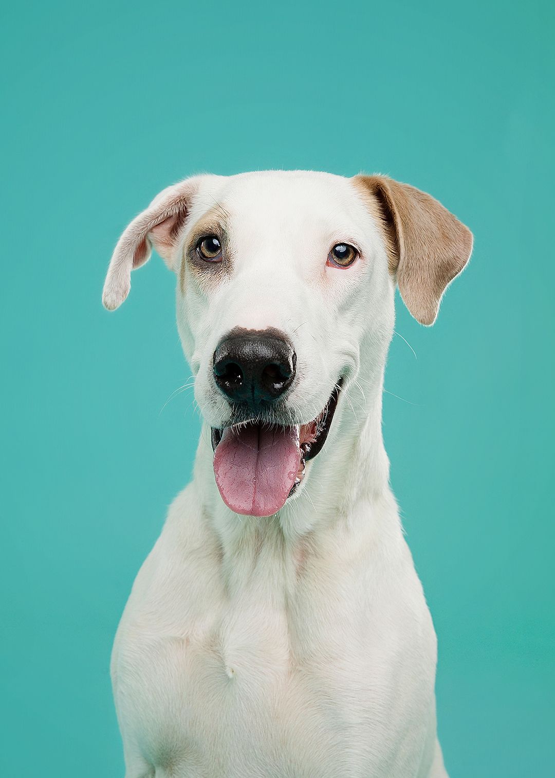 White dog with heterochromia and floppy ears smiling against a teal background.